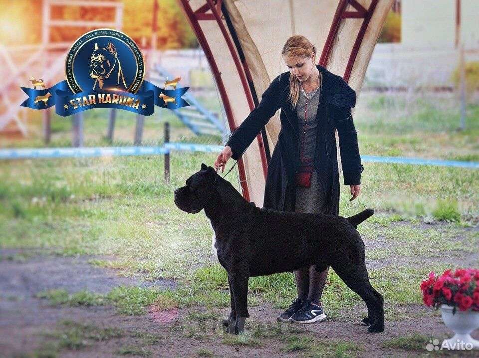 Собаки в Краснодаре: Щенок кане корсо от Чемпионов  Мальчик, 200 000 руб. - фото 10