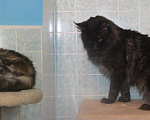 Кошки в Болхове: Котята мейн кун., 12 000 руб. - фото 9