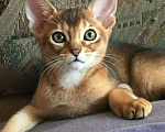 Кошки в Ливны: Абиссинские котята, 35 000 руб. - фото 1