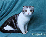 Кошки в Алексине: Шотландские вислоухие котята огромный выбор, 10 000 руб. - фото 2