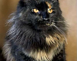 Кошки в Брянске: Мейн-кун. Дакота, окрас черный черепаховый Девочка, 30 000 руб. - фото 1