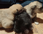 Собаки в Солнечногорске: Симпатичные щенки лайки Мальчик, 1 руб. - фото 4