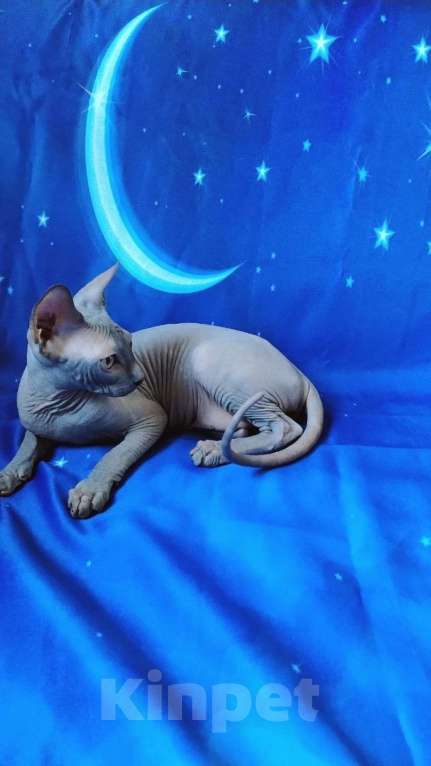 Кошки в Королеве: Очаровательный породный канадский сфинксеныш Мальчик, 60 000 руб. - фото 7