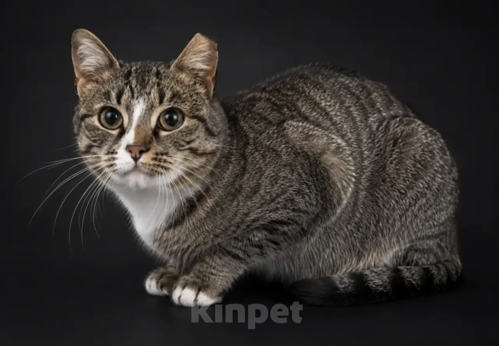Кошки в Санкт-Петербурге: Грэйс Девочка, Бесплатно - фото 4