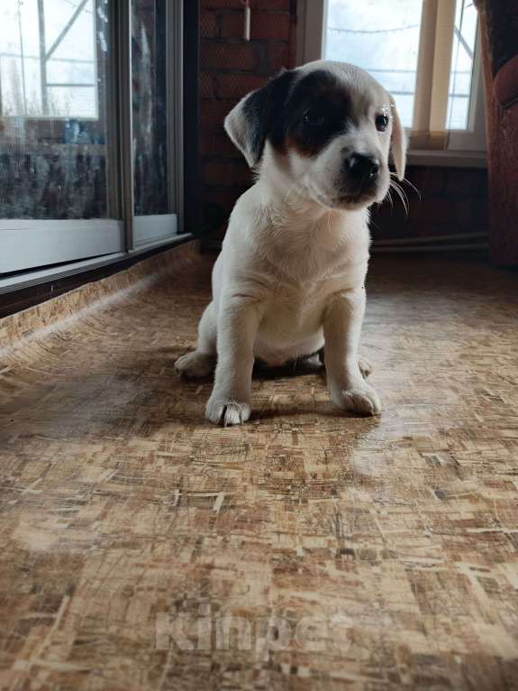 Собаки в Красноармейске: Продаю прекрасную породу Джек Рассел терьер Мальчик, Бесплатно - фото 6