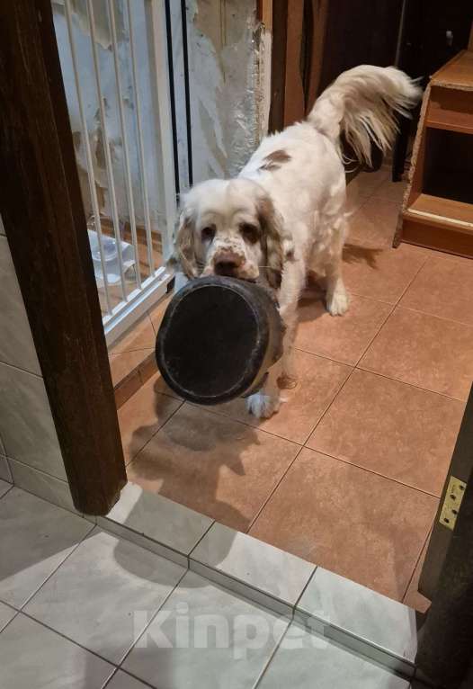 Собаки в Москве: Кламбер спаниель девочка Девочка, 150 000 руб. - фото 1