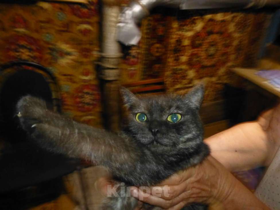 Кошки в Самаре: Серая кошка найдена на Свободы, 5, Самара Девочка, Бесплатно - фото 1