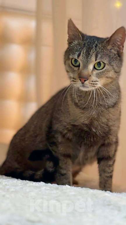 Кошки в Люберцах: Ищу добрые и ответственные руки для кошечки Дианы Девочка, Бесплатно - фото 2