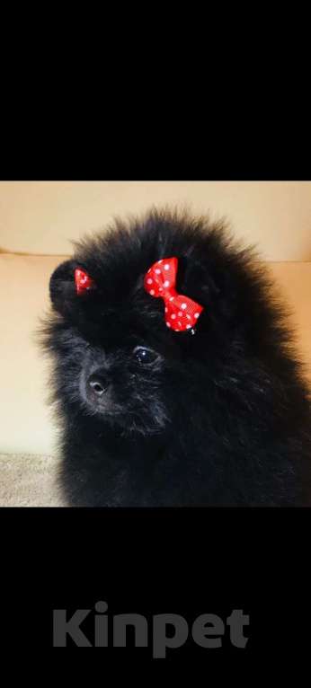 Собаки в Нижнем Новгороде: Чёрная Принцесса Девочка, Бесплатно - фото 1