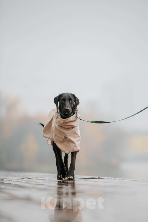 Собаки в Москве: Добрая Нури ищет дом! Метис лабрадора/гончей. Девочка, Бесплатно - фото 7
