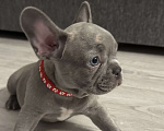 Собаки в Москве: Французский бульдог, щенок Девочка, 80 000 руб. - фото 1