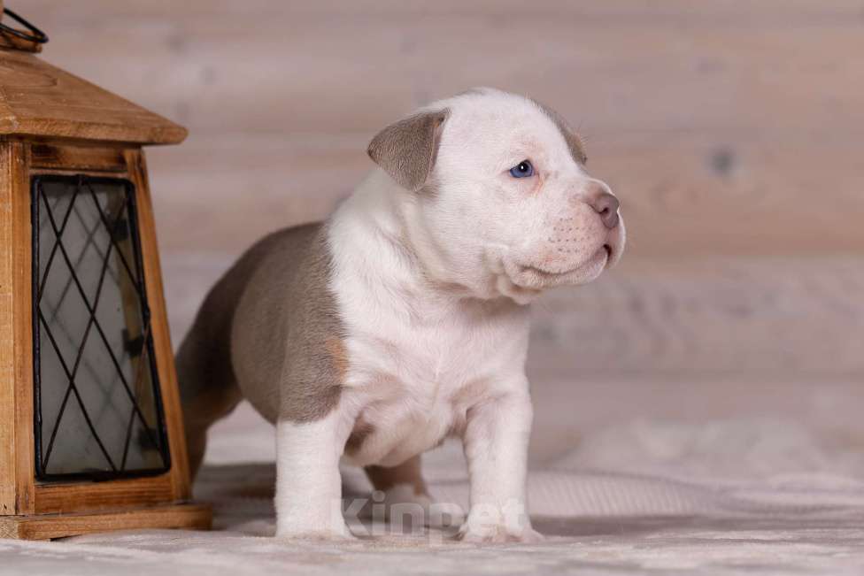 Собаки в Королеве: Американский булли стандарт Девочка, 300 000 руб. - фото 2