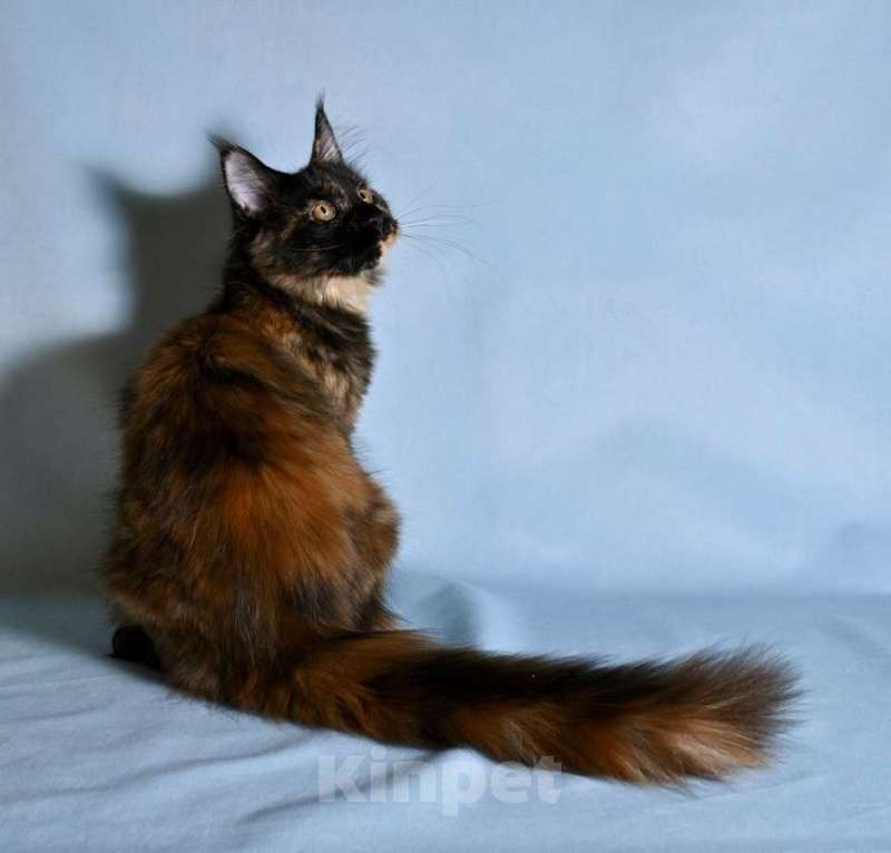 Кошки в Саратове: Мейн Кун Девочка, 40 000 руб. - фото 7