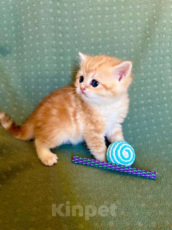 Кошки в Москве: Золотой мраморный шиншилла котик Мальчик, 35 000 руб. - фото 5