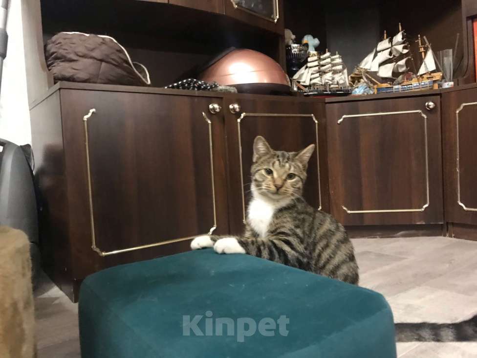 Кошки в Санкт-Петербурге: Платон Мальчик, Бесплатно - фото 3