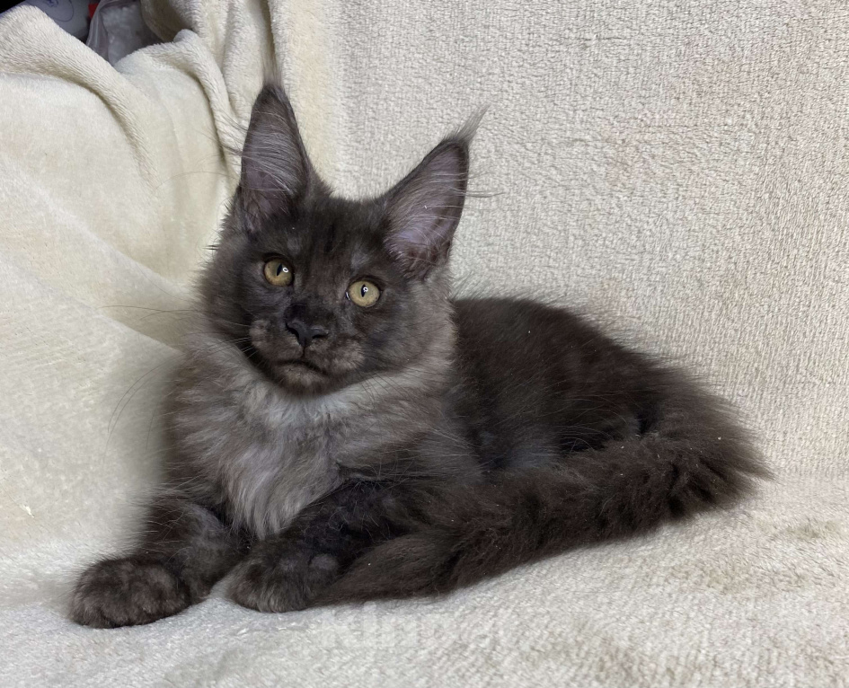 Кошки в Дмитрове: Черная дымчатая девочка мейн кун Vlasta Девочка, 40 000 руб. - фото 1