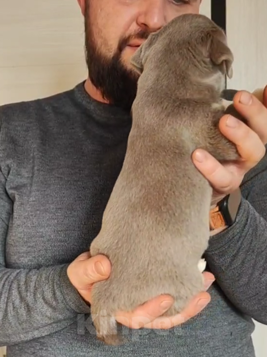 Собаки в Саратове: Шенок Чихуахуа Мальчик, 25 000 руб. - фото 6