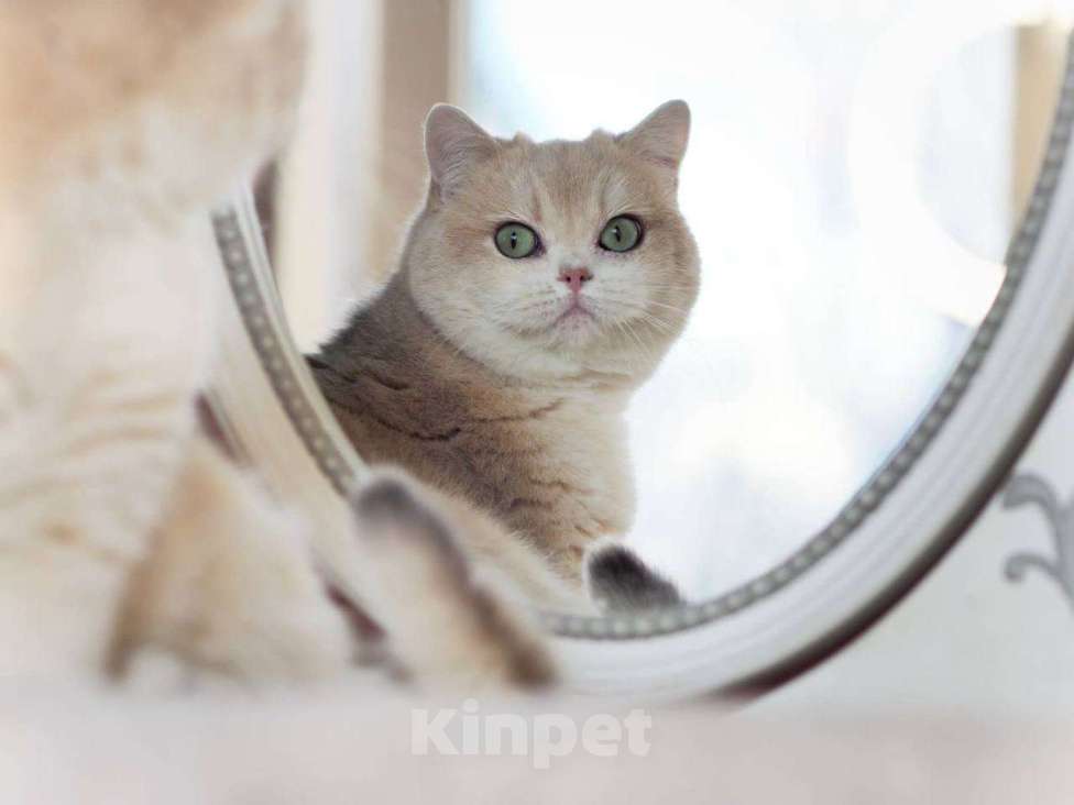 Кошки в Москве: Британская кошечка для разведения Девочка, 100 000 руб. - фото 3
