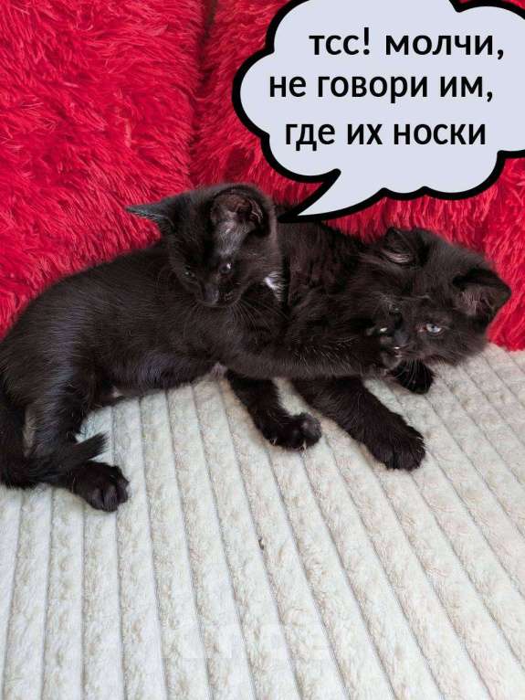 Кошки в Санкт-Петербурге: Некрасивый котенок Девочка, 200 руб. - фото 5
