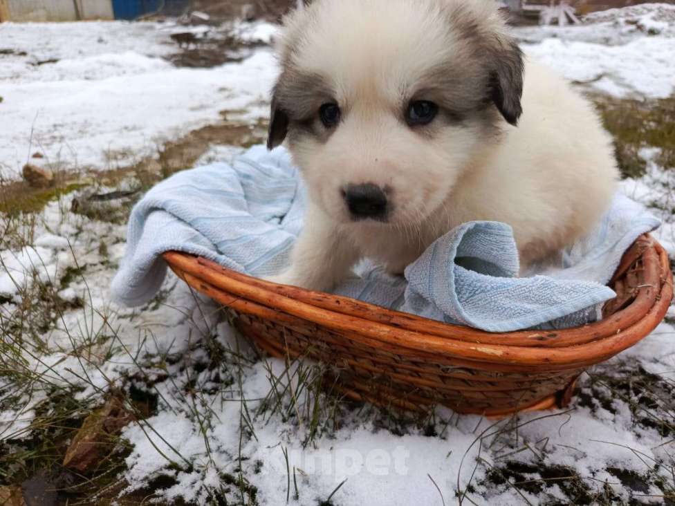 Собаки в Калуге: щенки пиренейской горной собаки_мальчик 4 Мальчик, 40 000 руб. - фото 3