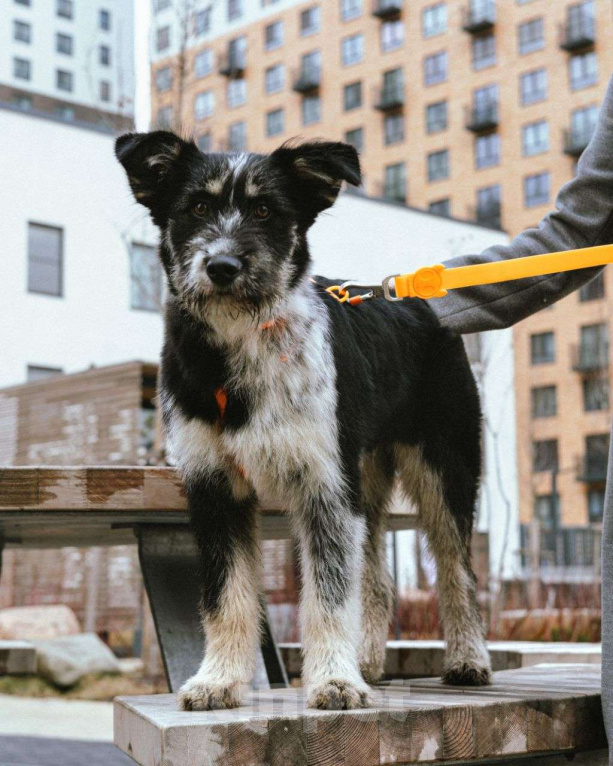 Собаки в Москве: Щенок в добрые руки  Девочка, Бесплатно - фото 7