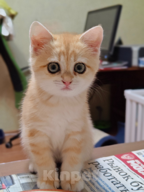 Кошки в Москве: Шотландский котёнок девочка Девочка, 25 000 руб. - фото 3
