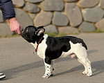 Собаки в Нижнем Новгороде: Очаровательный французский мальчишка  Мальчик, 70 000 руб. - фото 4