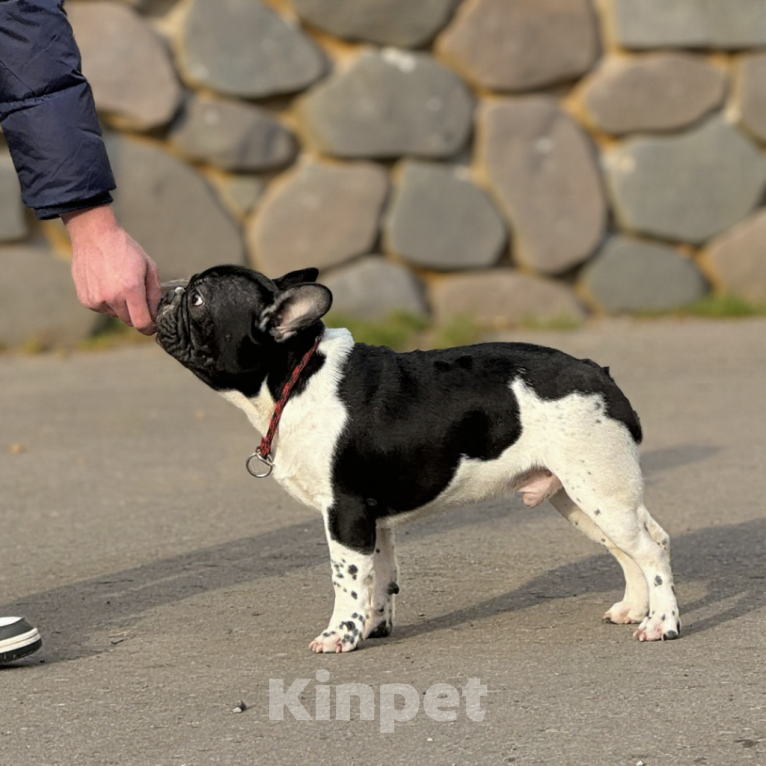 Собаки в Нижнем Новгороде: Очаровательный французский мальчишка  Мальчик, 70 000 руб. - фото 4