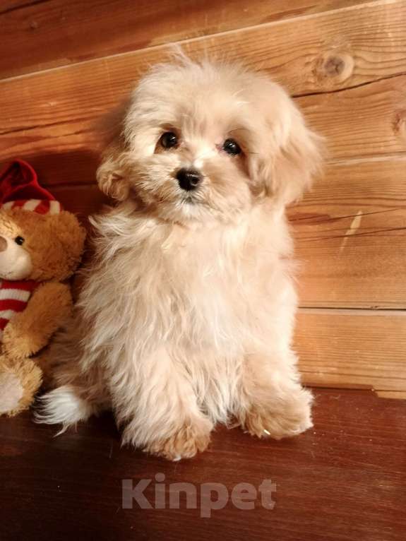 Собаки в Москве: Мальтипу чудесная девочка Девочка, 100 000 руб. - фото 3