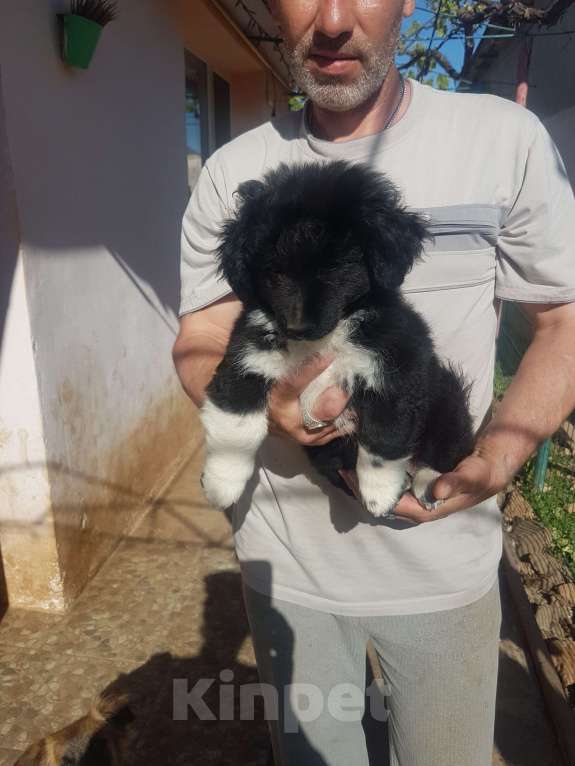 Собаки в Саке: Голландский Тюльпхонд-Спаниель Мальчик, Бесплатно - фото 7