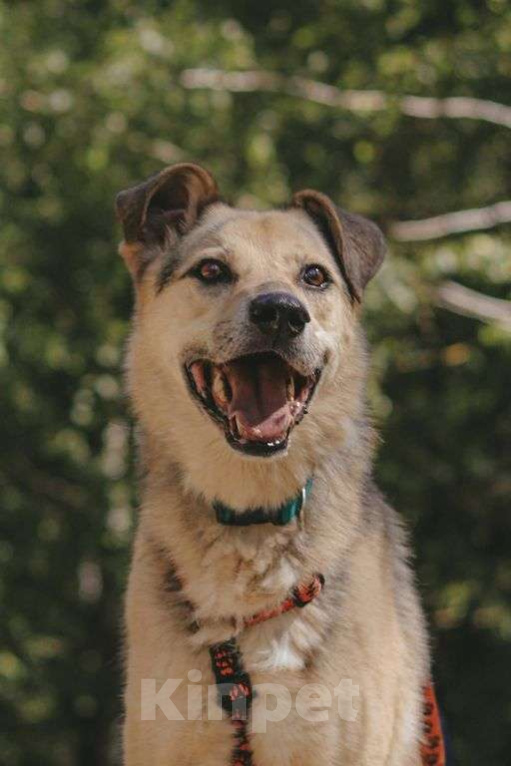 Собаки в Москве: Безе Девочка, Бесплатно - фото 1
