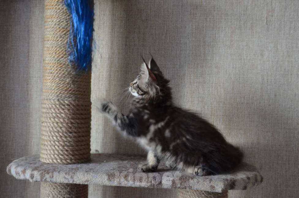 Кошки в Кемерово: котенок Фиона Анже-де -Санте Девочка, 15 000 руб. - фото 3