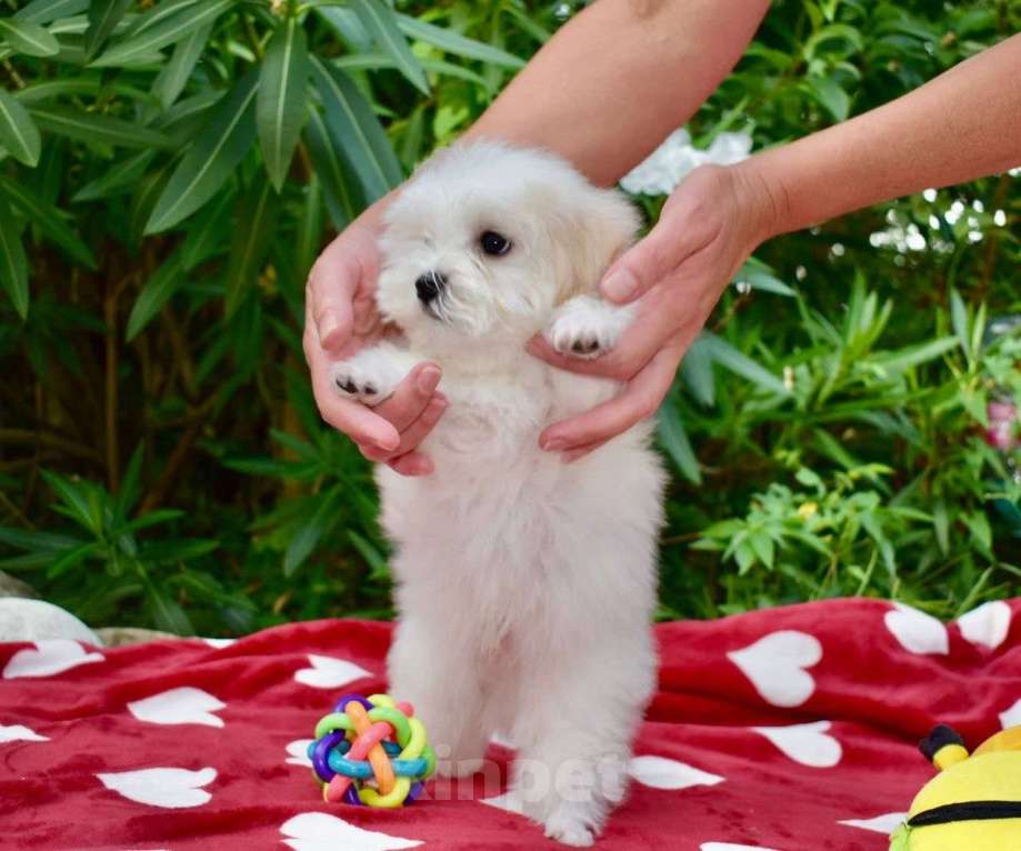 Собаки в Сургуте: Щенок Мальтезе мальчик 5 месяцев Мальчик, 100 000 руб. - фото 3