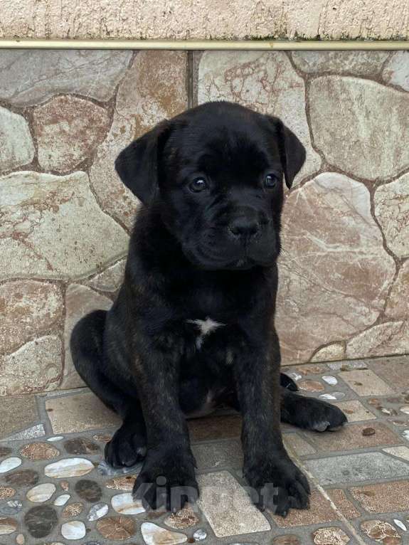 Собаки в Москве: Щенки Кане Корсо Мальчик, 70 000 руб. - фото 6