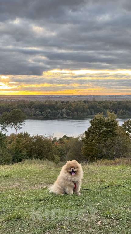 Собаки в Санкт-Петербурге: Шпиц Элвис ищет подругу для вязки Мальчик, 1 руб. - фото 2