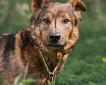 Собаки в Москве: Шон Мальчик, Бесплатно - фото 4