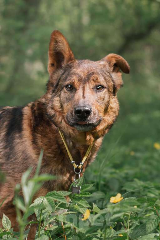 Собаки в Москве: Шон Мальчик, Бесплатно - фото 4