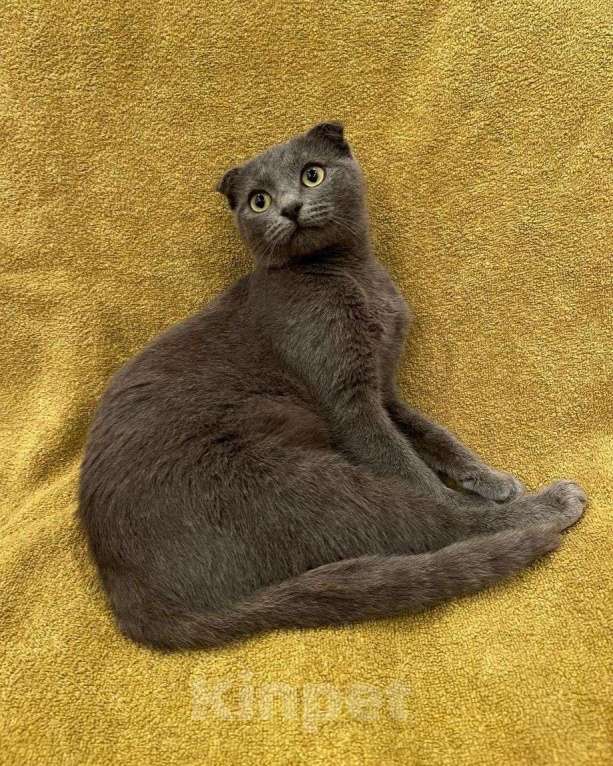 Кошки в Москве: Вислоухий котенок в добрые руки Девочка, Бесплатно - фото 2