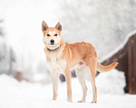 Собаки в Москве: Лэнвилл спокойный, обаятельный и умный пёс Мальчик, Бесплатно - фото 2