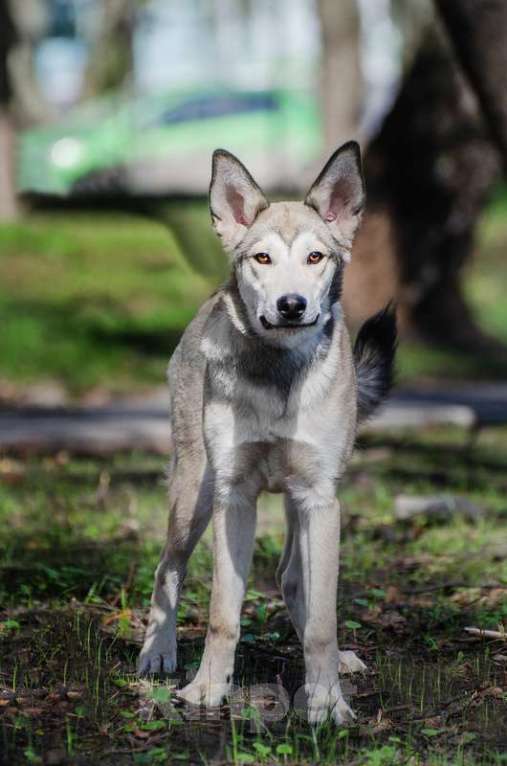 Собаки в Москве: Щенок волчонок-овчаренок Лукерья в добрые руки Девочка, 1 руб. - фото 4