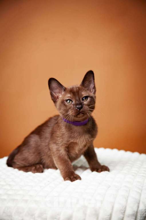 Кошки в Москве: Котята европейской Бурмы  Мальчик, 50 000 руб. - фото 3