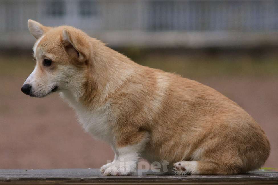 Собаки в Санкт-Петербурге: Красавица малышка ищет любящих мампап. Девочка, 45 000 руб. - фото 7