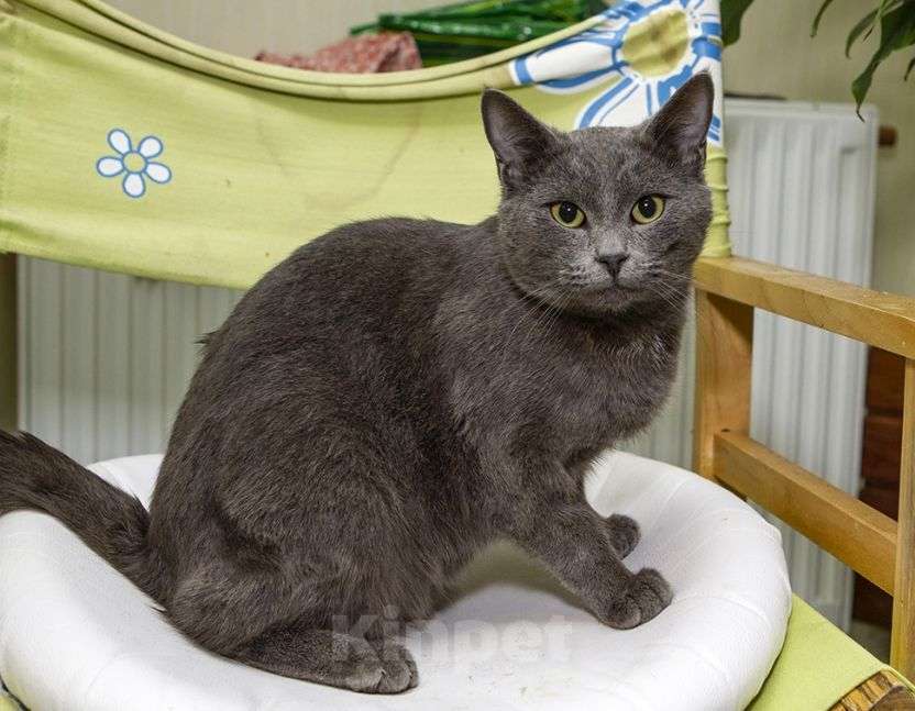 Кошки в Москве: Шерри, русская голубая.  Красавица кошечка в добрые руки. Девочка, Бесплатно - фото 2