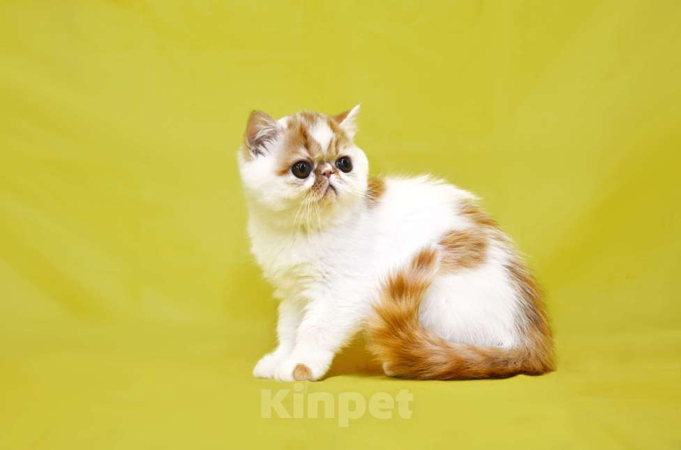 Кошки в Москве: Красотка Девочка, Бесплатно - фото 2