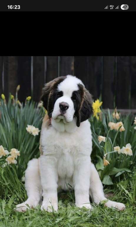 Собаки в Балаково: Бетховен Мальчик, 70 000 руб. - фото 1