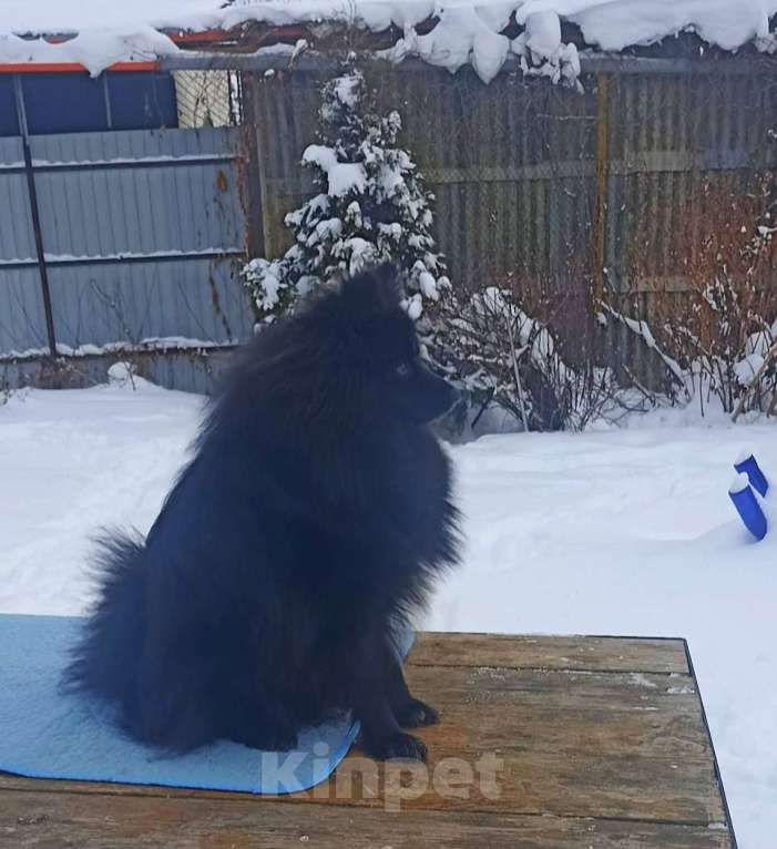 Собаки в Челябинске: Подросток шпица Мальчик, 28 000 руб. - фото 2