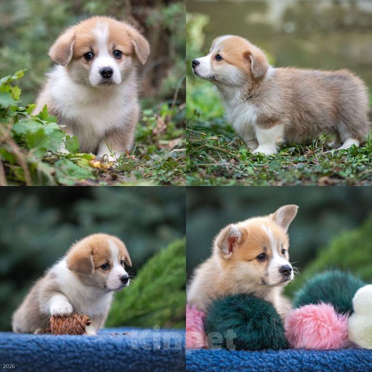 Собаки в Анапе: Племенной кобель вельш корги пемброк Мальчик, Бесплатно - фото 6