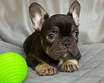Собаки в Санкт-Петербурге: Девочка фр. Бульдог мини  Девочка, 40 000 руб. - фото 1