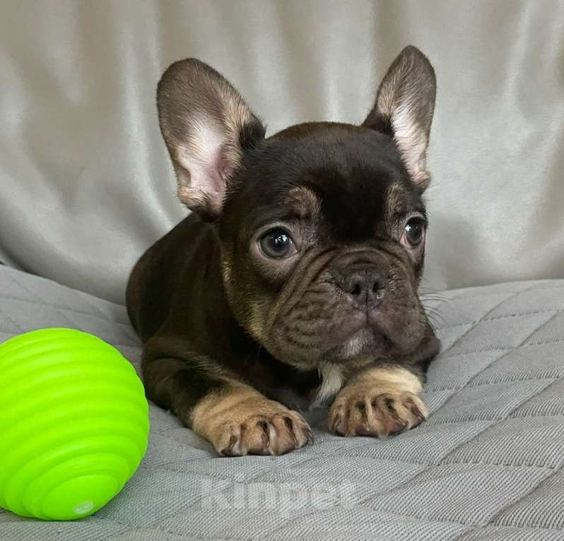 Собаки в Санкт-Петербурге: Девочка фр. Бульдог мини  Девочка, 40 000 руб. - фото 1