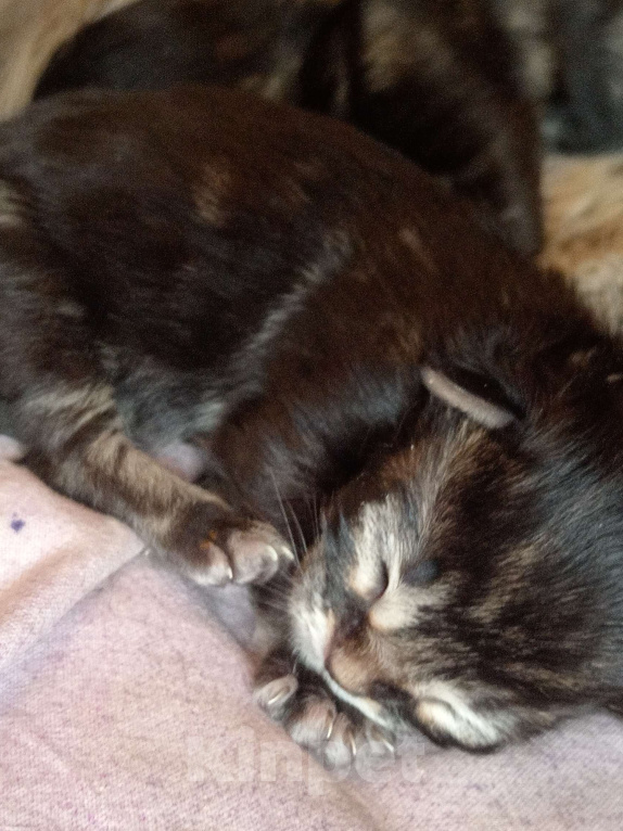 Кошки в Уфе: Мейн кун Мальчик, 18 000 руб. - фото 2